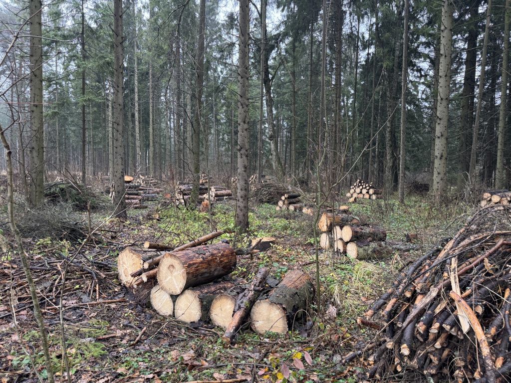 image-13-11-25-11-10-1.jpeg image-13-11-25-11-10-1.jpeg