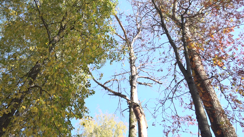 Осень деревья листья общий.png