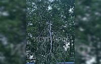 В ДНП «Благодать» дерево угрожает электросетям, но электрики не спешат