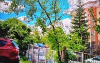 Истринцы обнаружили под окнами Пенсионного фонда ясенелистный клён