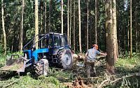 В истринских лесах убрали свыше 550 аварийных деревьев