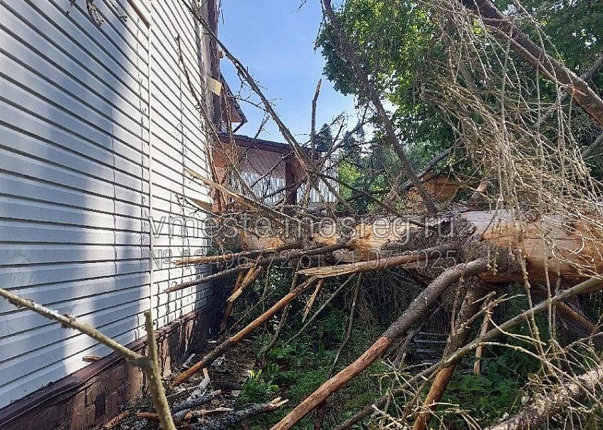 ЧП в Крючково: на жилой дом упала сухая ель, которую собирались вырубить