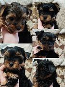 Щенки йорка мальчики 