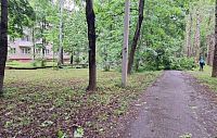В Истре на тротуар упало огромное дерево