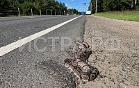  На Волоколамском шоссе заметили королевского питона