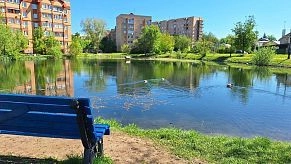 Утки ищут дом, а истринцы — ответственных за чистоту в городе