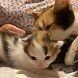 В Истре доброта людей подарила кошке и её котятам шанс на жизнь