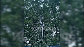 В ДНП «Благодать» дерево угрожает электросетям, но электрики не спешат