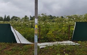 Муниципалитет выставил счёт владельцу участка за уничтоженный борщевик